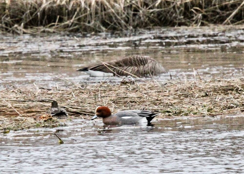 Tom Younkin, kingbirder.com